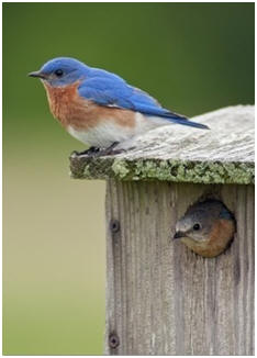 Free Bird House and Bird Feeder Plans - Choose from more than 60 different designs, build it yourself and host beautiful songbirds in your backyard.
