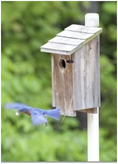 Invite songbirds to your yard. Build bird houses, bird feeders and bird baths with free plans and DIY building guides.