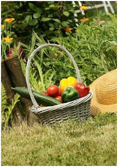 Have a Bountiful Kitchen Garden - Check out dozens of free, do it yourself guides, tips and projects