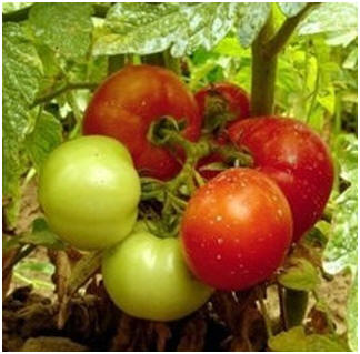 Free Kitchen Gardening Guide Books - Download any of six free books that are packed with good advice and helpful hints on vegetable, herb and small fruit gardening.