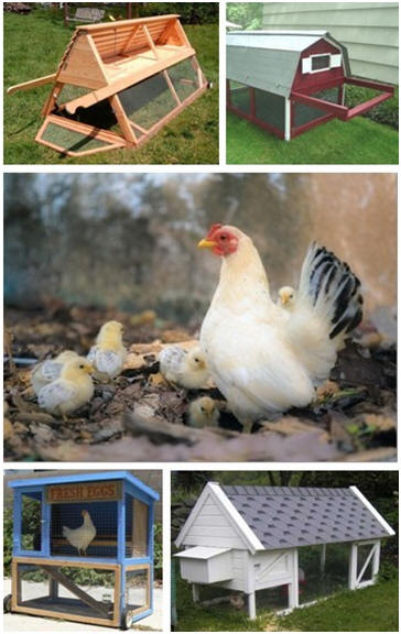 Chicken Tractor Designs at BackyardChickens.com - Get design ideas and free building plans for any of sixty-four pasture pens and portable coops or your chickens.