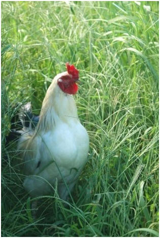How To Raise Chickens in Your Country, Suburban or City Backyard - Ten Top Free Online Guides