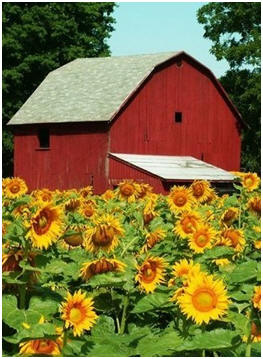 Eight Free Small Farm and Hometead Barn Plans from the Ag Center at Louisiana State University