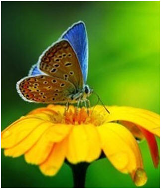 Attract Butterflies to Your Garden - Here are a bunch of free guides on what plants and flowers you need in your garden to host and feed a variety of beautiful butterflies.