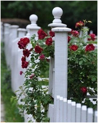 Free DIY Fence and Gate Plans and Building Guides - Learn how to build and install your own fences and gates. These free project plans and planning guides will show you how. 