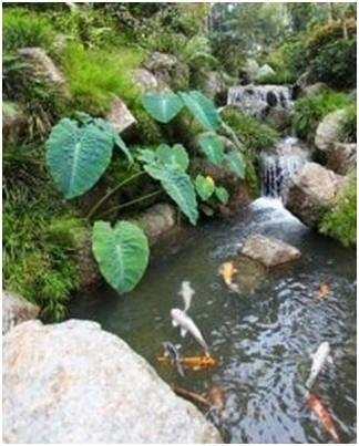 Free Do It Yourself Koi Pond and Water Garden Plans and Guides - Learn how to create your own backyard water garden, Koi pond, waterfall, fountain, garden bridge and more.  