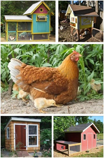 Chicken Coop Designs at BackyardChickens.com - Get design ideas and free building plans for over five hundred different chicken coops.
